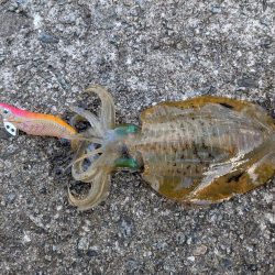 9月にしては大きめ